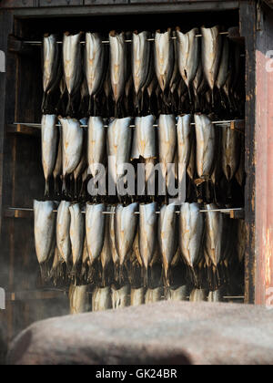 Traditionellen Hering Rauchen. Stockfoto