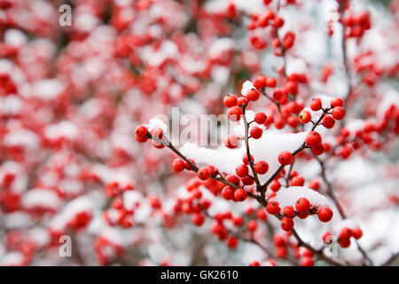 Baum Winterschnee Stockfoto