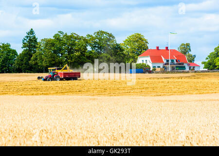 Kalmar, Schweden - 10. August 2016: Harvester Ernte in Traktoranhänger entleert. Bauernhaus und anderen Traktor im Hintergrund. Stockfoto