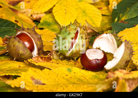 Kastanien im Herbst. Stockfoto