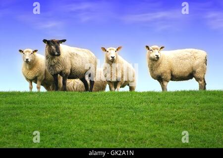 Schafe auf dem Deich der Nordsee Stockfoto
