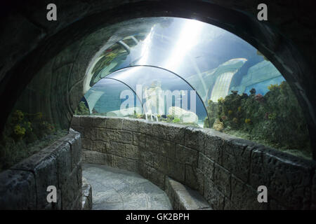 Sea Life Porto Aquarium Tunnel in Porto, Portugal, Europa Stockfoto