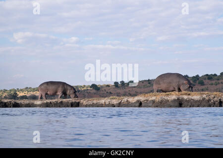 Nilpferd Weiden auf Impalila Island Botswana Stockfoto