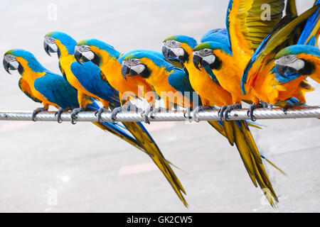 Vögel Zeile setzen Stockfoto