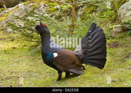 wilde Tiere Vogel Stockfoto