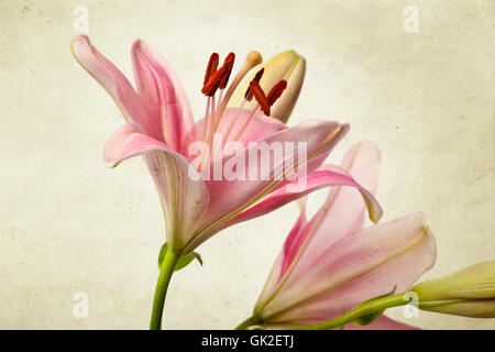 rosa Lilien im Retro-Illustrationen-look Stockfoto