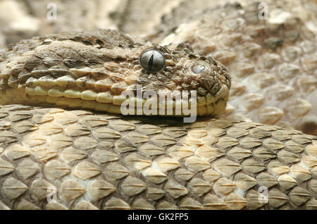 Terrarium Schlange Viper Stockfoto