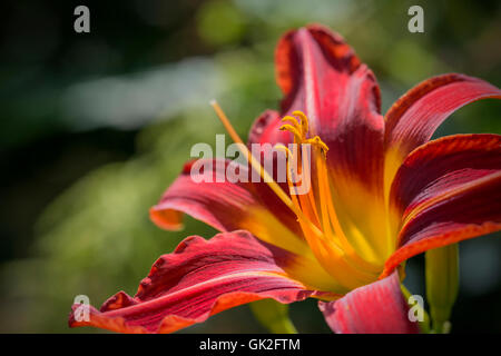 Schöne Zwerg asiatische hybride Lilium Matrix Lilie Blume Nahaufnahme Stockfoto