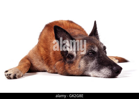 Hund belgische Schäfer Stockfoto