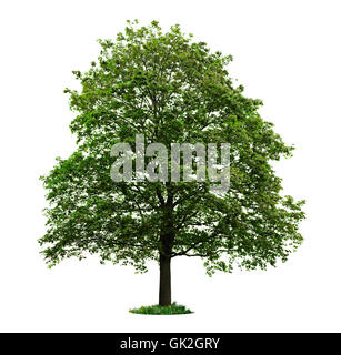 große große große Stockfoto