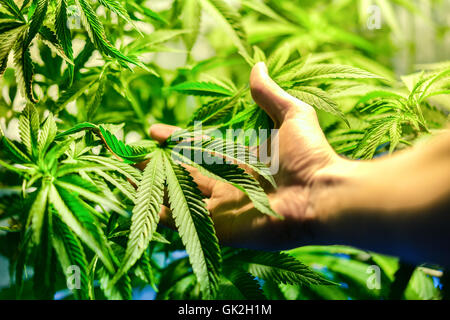 Indoor-Cannabis-Plantage mit einer Hand im Vordergrund Stockfoto