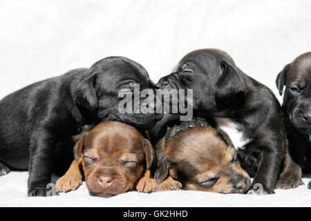 Portrait Hund Welpen Stockfoto