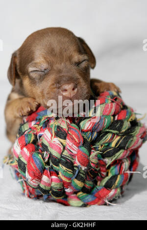 Portrait Hund Welpen Stockfoto