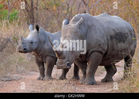 Nashörner weiße Ceratotherium Simumrhino Hornendangered Arten Nashörner weiße Ceratotherium Simum Bushveld Busch quadratischen Lippen Grünland Savanne fünf großen natürlichen Lebensraum Rhino Pflanzenfresser Kalb juvenile Mutter Horn schwere große massive Rasen im freien Tierwelt Weiden grasen Erhaltung gefährdet Arten Reserve Veld in Südafrika Stockfoto