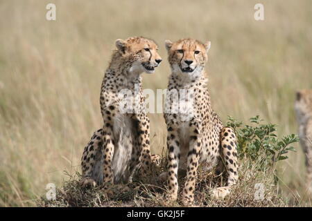 Namibia Katze Raubkatze Stockfoto