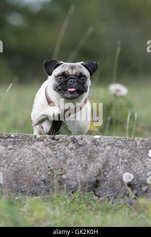 springen blonde Mops Stockfoto