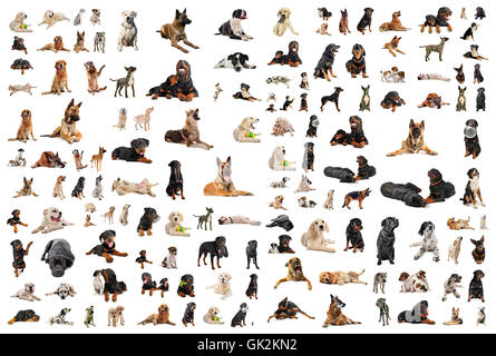 Hundegruppe schöne Stockfoto