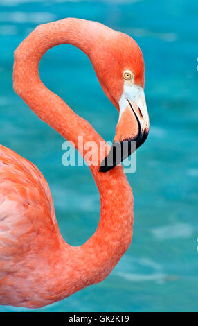 wilde Tiere Vogel Stockfoto