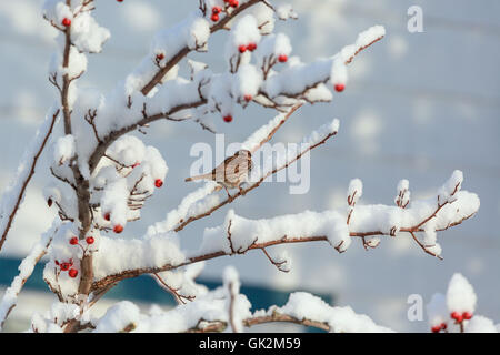 Singammer (Melospiza Melodia) ruht auf einem Weißdorn Baum. Stockfoto