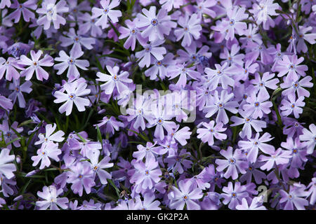 Kriechende Phlox (Phlox Subulata), auch bekannt als der Moos-Phlox. Blühende Pflanze. Stockfoto