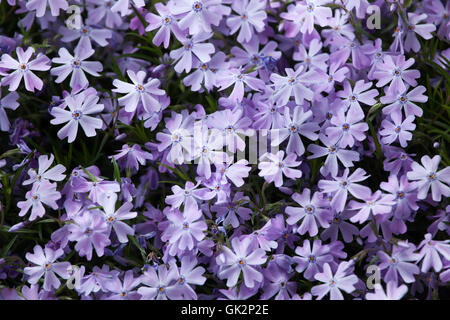 Kriechende Phlox (Phlox Subulata), auch bekannt als der Moos-Phlox. Blühende Pflanze. Stockfoto