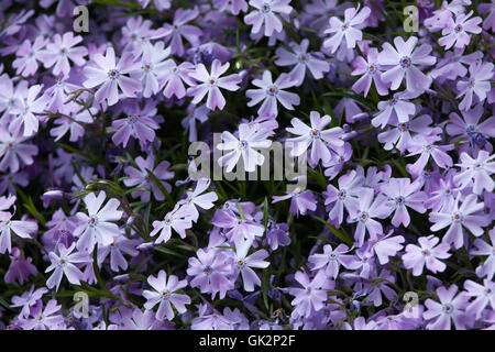 Kriechende Phlox (Phlox Subulata), auch bekannt als der Moos-Phlox. Blühende Pflanze. Stockfoto