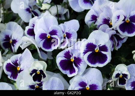Garten-Stiefmütterchen (Viola Tricolor var. Hortensis). Blühende Pflanze. Stockfoto
