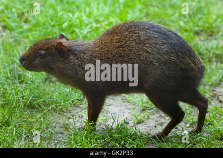 Mittelamerikanische Aguti (Dasyprocta Trommler). Tierwelt Tier. Stockfoto