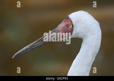 Sibirischer Kranich (Grus Leucogeranus), auch bekannt als der Schnee-Kran. Tierwelt Tier. Stockfoto