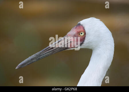 Sibirischer Kranich (Grus Leucogeranus), auch bekannt als der Schnee-Kran. Tierwelt Tier. Stockfoto