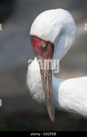 Sibirischer Kranich (Grus Leucogeranus), auch bekannt als der Schnee-Kran. Tierwelt Tier. Stockfoto