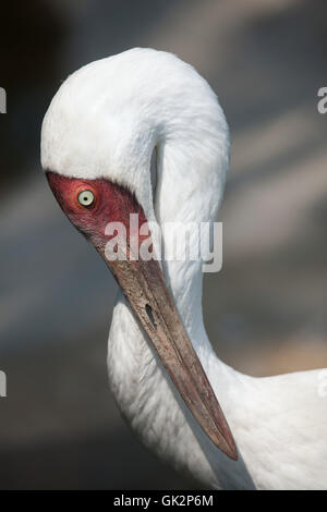 Sibirischer Kranich (Grus Leucogeranus), auch bekannt als der Schnee-Kran. Tierwelt Tier. Stockfoto