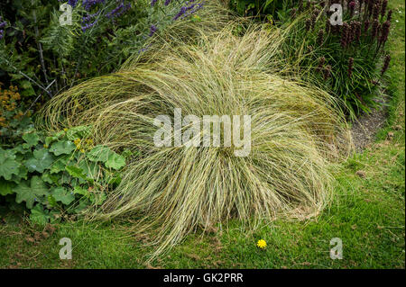 Carex Frosted Locken. Stockfoto