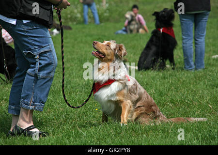 Australischer Schäferhund in der Hundeschule Stockfoto