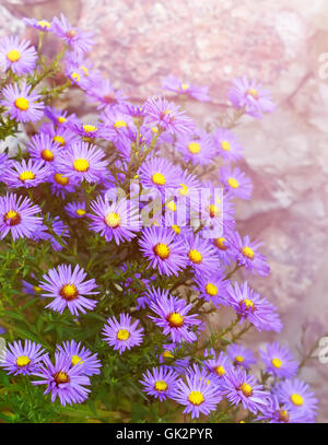 Michaeli-Gänseblümchen (Botanischer Name: Aster Novi-Belgii oder Symphyotrichum Novi-Belgii), auch bekannt als New York Astern im Garten f Stockfoto