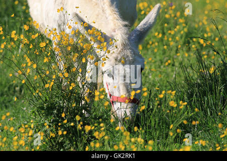 weiße Esel Weiden in einem Feld von Butterblumen Stockfoto