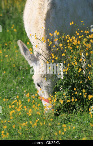 weiße Esel Weiden in einem Feld von Butterblumen Stockfoto