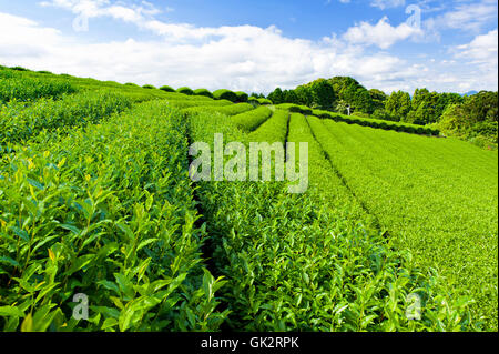 japanische Tee-japan Stockfoto