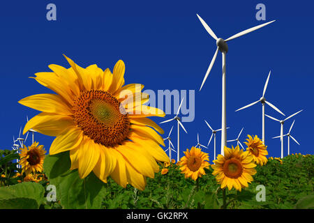 Windkraftanlagen hinter einem Sonnenblumenfeld Stockfoto