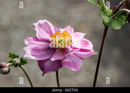 Einzelne Blume von der halbgefüllte rosa japanische Anemone, Anemone X hybrida 'Königin Charlotte' Stockfoto