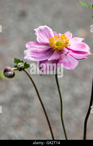 Einzelne Blume von der halbgefüllte rosa japanische Anemone, Anemone X hybrida 'Königin Charlotte' Stockfoto