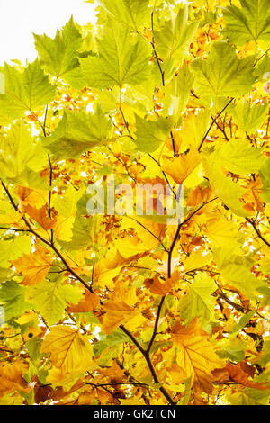 Bunte Ahornblätter im Herbst Baum. Schönheit in der Natur. Saisonale natürliche Szene. Lebendigen Farben. Vertikale Zusammensetzung. Stockfoto