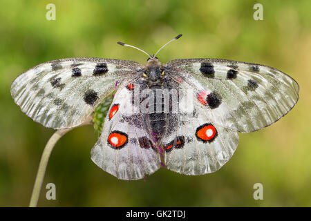 Apollon oder Mountain Apollo (schon Apollo) Stockfoto