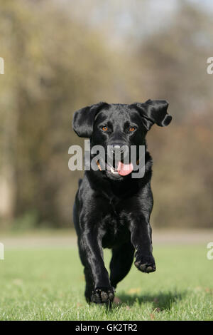 schwarzer Labrador Retriever in Aktion Stockfoto