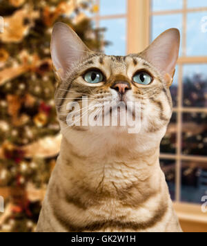 Haustier Weihnachten Katze baby Stockfoto