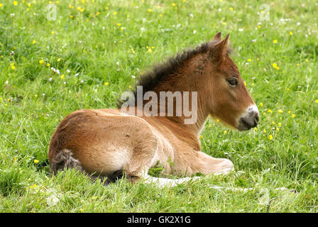 Pferd Pferde pony Stockfoto