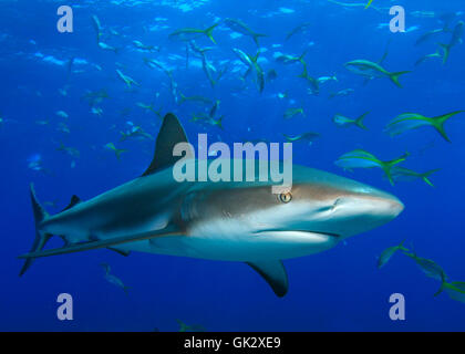 Unterwasser Riff Fische Stockfoto