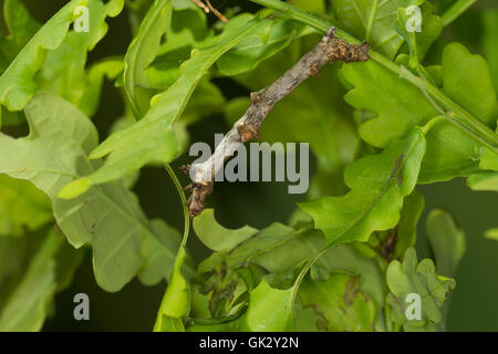 Birken-Zackenrandspanner, Raupe, Birken-Zackenspanner, Spannerraupe Frisst eine Eiche, Ennomos Erosaria, September Dorn, Cat Stockfoto