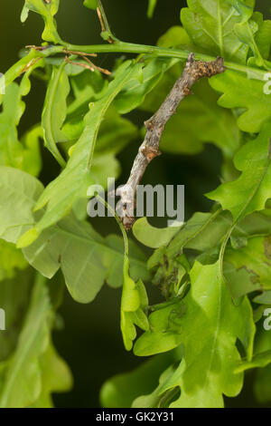 Birken-Zackenrandspanner, Raupe, Birken-Zackenspanner, Spannerraupe Frisst eine Eiche, Ennomos Erosaria, September Dorn, Cat Stockfoto