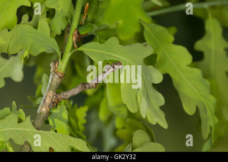 Birken-Zackenrandspanner, Raupe, Birken-Zackenspanner, Spannerraupe Frisst eine Eiche, Ennomos Erosaria, September Dorn, Cat Stockfoto